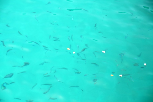 Fische Fische